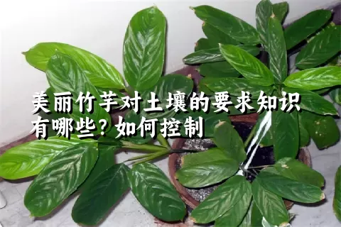 美丽竹芋对土壤的要求知识有哪些？如何控制