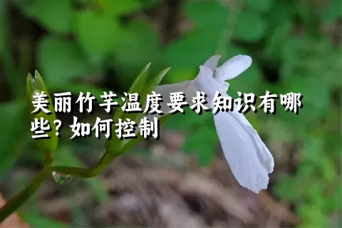 美丽竹芋温度要求知识有哪些？如何控制