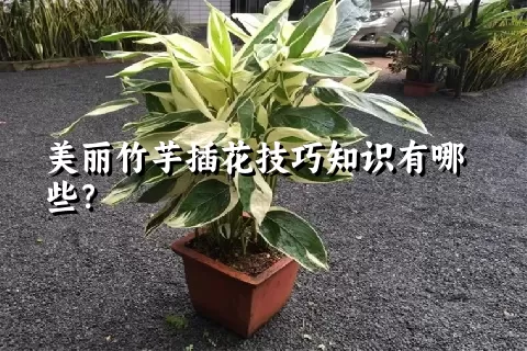 美丽竹芋插花技巧知识有哪些？