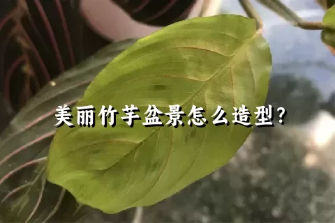 美丽竹芋盆景怎么造型？