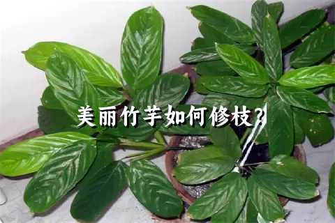 美丽竹芋如何修枝？