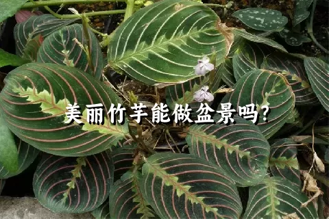 美丽竹芋能做盆景吗？