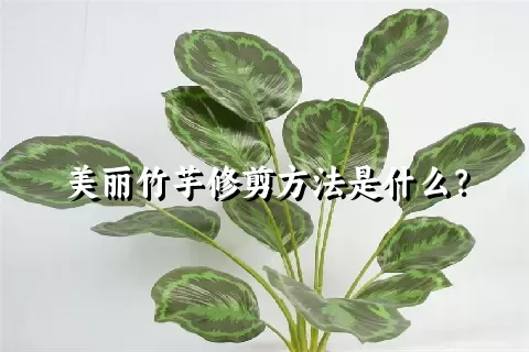 美丽竹芋修剪方法是什么？