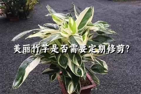 美丽竹芋是否需要定期修剪？