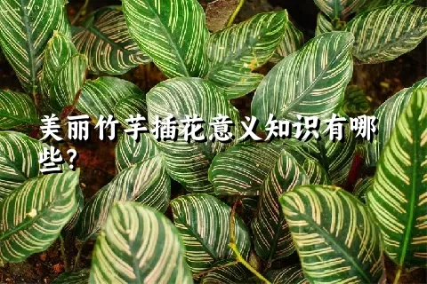 美丽竹芋插花意义知识有哪些？