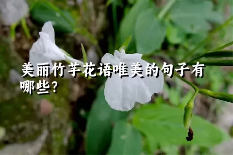 美丽竹芋花语唯美的句子有哪些？