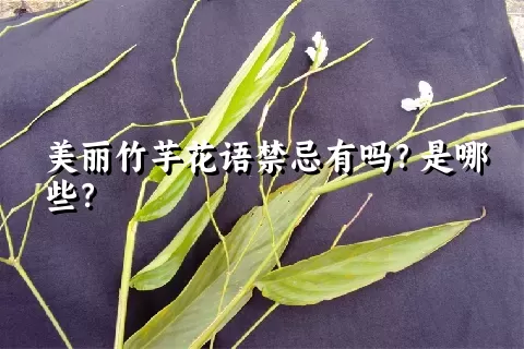 美丽竹芋花语禁忌有吗？是哪些？