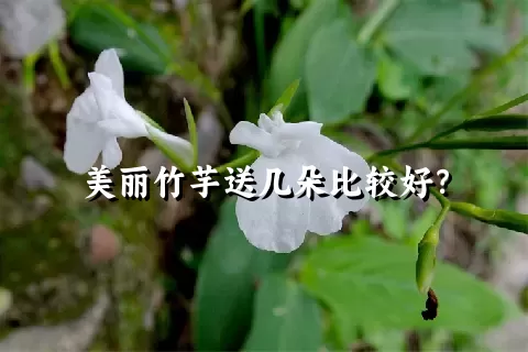 美丽竹芋送几朵比较好？