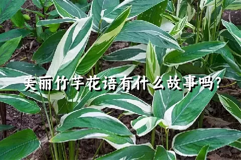 美丽竹芋花语有什么故事吗？