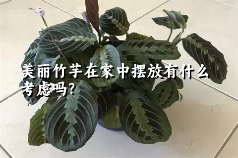 美丽竹芋在家中摆放有什么考虑吗？