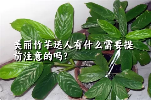 美丽竹芋送人有什么需要提前注意的吗？