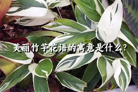 美丽竹芋花语的寓意是什么？