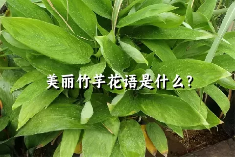 美丽竹芋花语是什么？