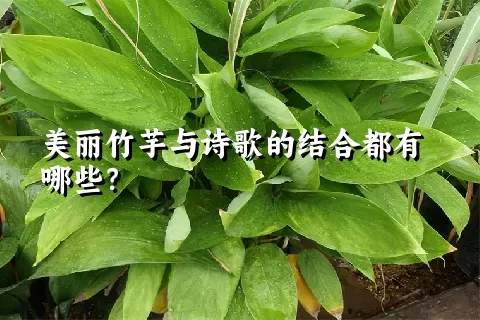 美丽竹芋与诗歌的结合都有哪些？