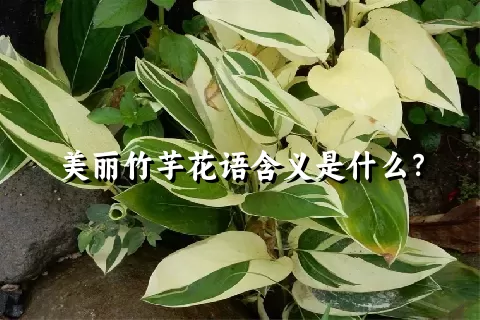 美丽竹芋花语含义是什么？