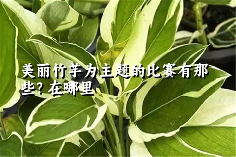 美丽竹芋为主题的比赛有那些？在哪里