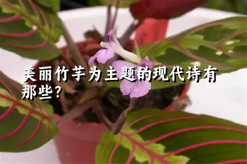 美丽竹芋为主题的现代诗有那些？