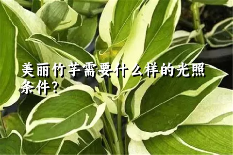 美丽竹芋需要什么样的光照条件？