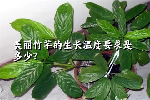 美丽竹芋的生长温度要求是多少？