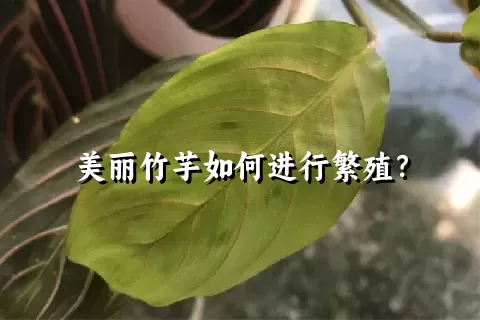 美丽竹芋如何进行繁殖？