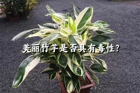 美丽竹芋是否具有毒性？