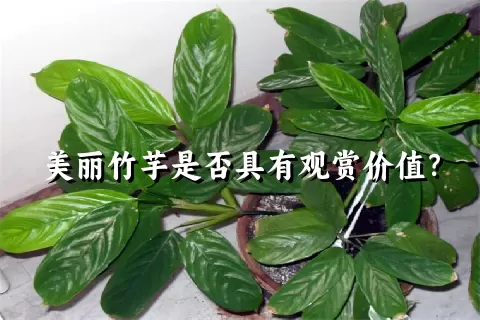 美丽竹芋是否具有观赏价值？