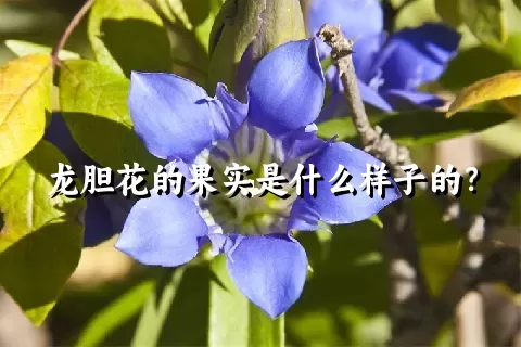 龙胆花的果实是什么样子的？