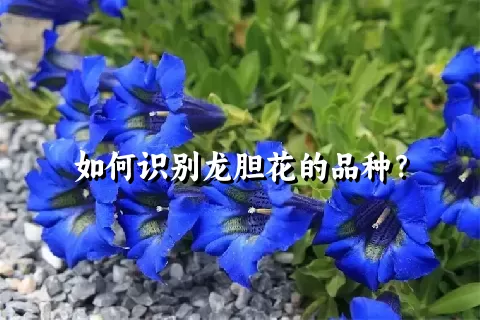 如何识别龙胆花的品种？