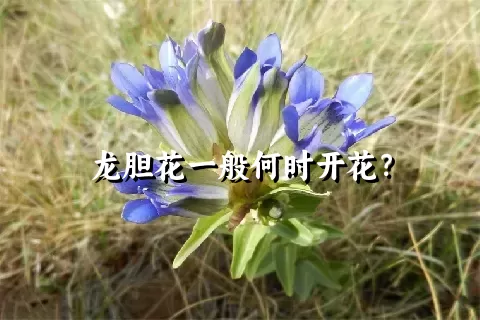 龙胆花一般何时开花？