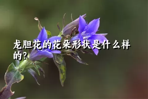 龙胆花的花朵形状是什么样的？