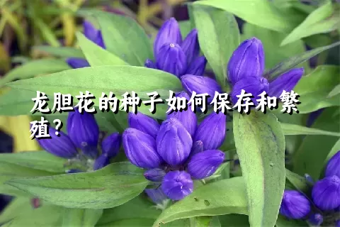 龙胆花的种子如何保存和繁殖？