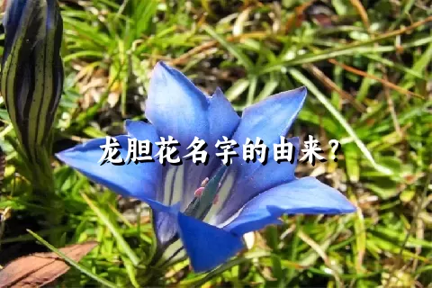 龙胆花名字的由来？