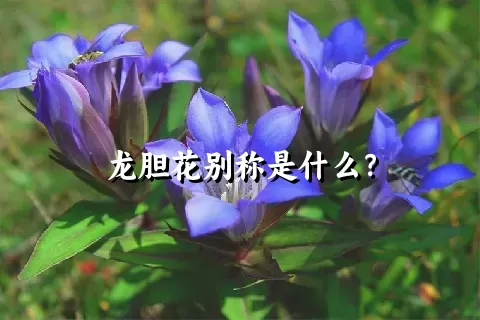 龙胆花别称是什么？