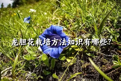 龙胆花栽培方法知识有哪些？