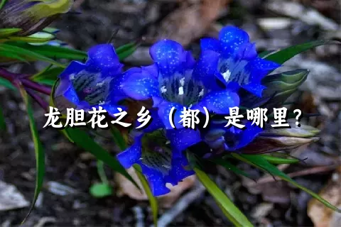 龙胆花之乡（都）是哪里？