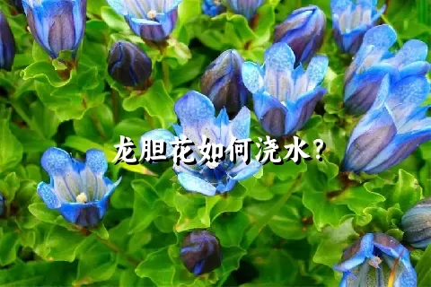 龙胆花如何浇水？