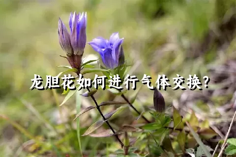 龙胆花如何进行气体交换？