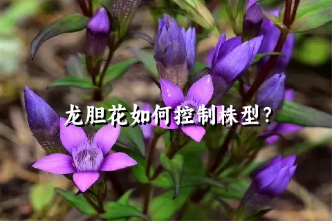 龙胆花如何控制株型？