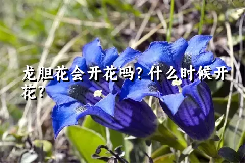 龙胆花会开花吗？什么时候开花？