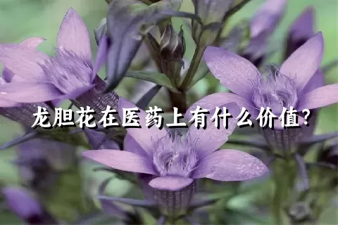 龙胆花在医药上有什么价值？