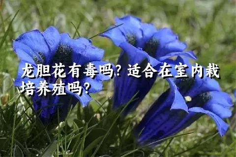 龙胆花有毒吗？适合在室内栽培养殖吗？