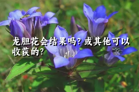 龙胆花会结果吗？或其他可以收获的？