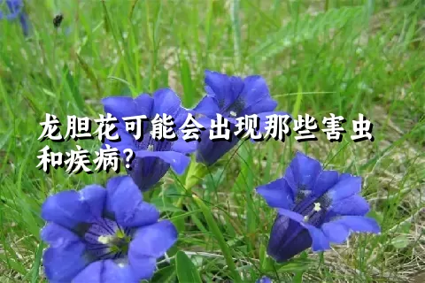 龙胆花可能会出现那些害虫和疾病？