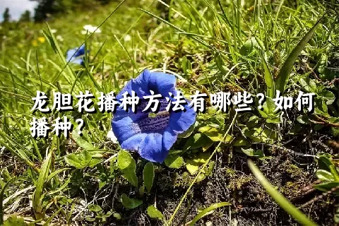 龙胆花播种方法有哪些？如何播种？