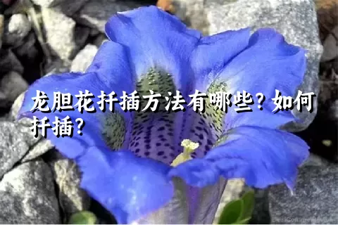 龙胆花扦插方法有哪些？如何扦插？