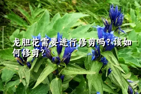 龙胆花需要进行修剪吗？该如何修剪？