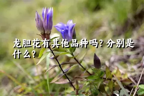 龙胆花有其他品种吗？分别是什么？