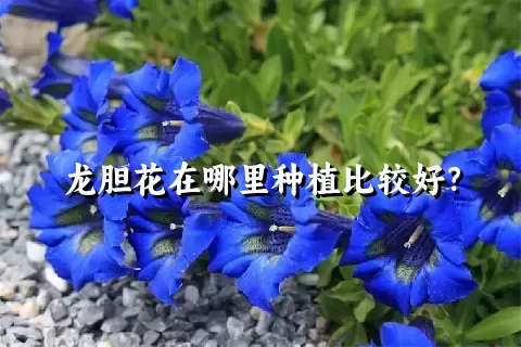 龙胆花在哪里种植比较好？