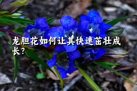 龙胆花如何让其快速茁壮成长？