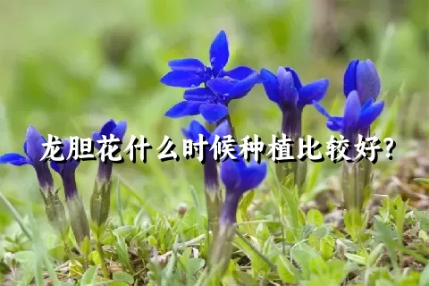 龙胆花什么时候种植比较好？